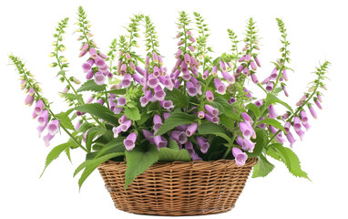 Rattan-Woven Planter Holding Foxglove isolated on transparent Background