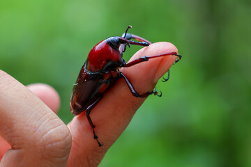 Close-up Cyrtotrachelus A beautiful beetle with a long proboscis was embracing and seemed to be...