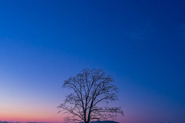 Fototapeta na wymiar 冬の夜明けのハルニレの木