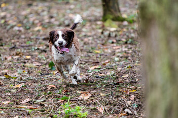 dog running in the forest 