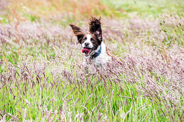 border collie dog running in the field