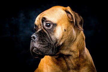 portrait of a bullmastiff