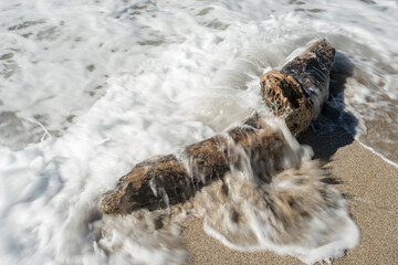 Obraz premium surf and trunk on the shoreline. Argentiera, Sassari Sardinia, Italy