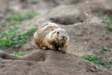 chien de prairie