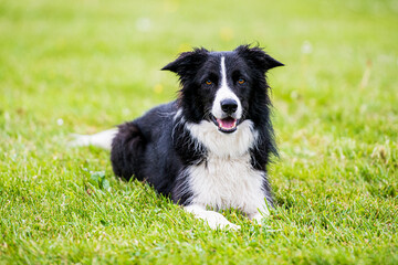 border collie puppy lying down