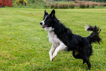 border collie puppy jumping 