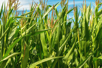 Fototapeta premium Corn stalks with tassel in cultivated agricultural field, growing organic maize crops