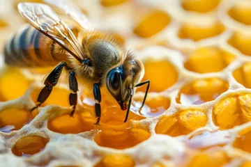 Foto op Plexiglas Close-up of a bee on a honeycomb © STOCKAI