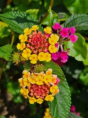 evocative close-up image of a purple and yellow flower known as
Lantana camara (Lantana camara) an ornamental shrub growing in Italy