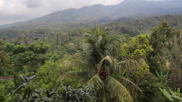 Mountain view, blue sky, durian and coconut trees
