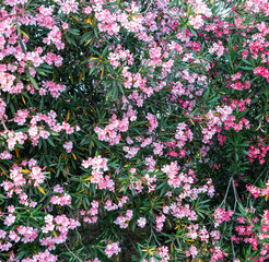 botanical floral background with blooming plants pink and lilac common oleander Spring blossoming and landscaping concept Nerium oleander