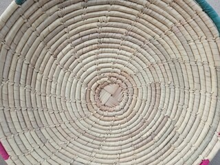 Fototapeta premium cross section of tree trunk