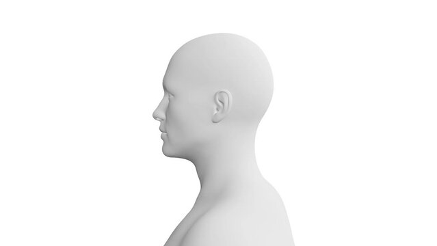 Human Male Head. 3D Model. 360 Degrees rotation (turntable). Isolated on White
