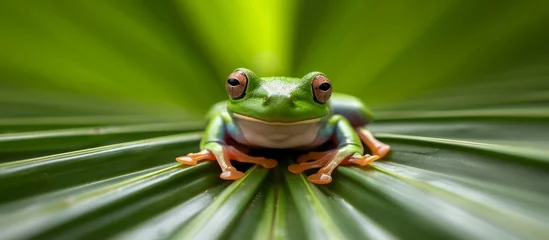 Foto op Canvas Macro shot of a cute green frog sitting calmly on top of a vibrant green leaf in a tropical rainforest © TheWaterMeloonProjec