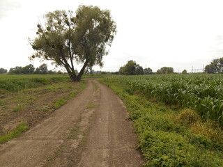 Dirt road and willow tree