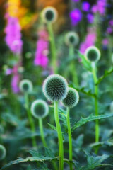 Globe thistle, plant and nature in spring meadow or closeup, fresh and natural wild vegetation. Ecology and pollen flower or biodiversity for environmental sustainability in garden grow or earth day