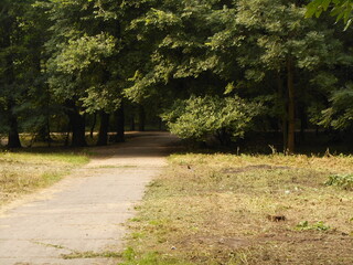 Road in park