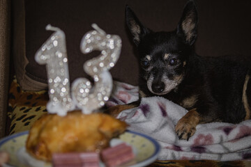 Kyiv, Ukraine. March 1, 2024. The birthday of the toy terrier dog, who turned 13 years old. there is meat on the plate, on which the numbers of candles "13" and other goodies. the dog ate everything