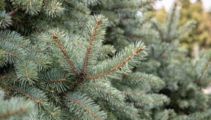 Naklejka na ściany i meble Christmas Fir tree brunch textured Background. Fluffy pine tree brunch close up. Green spruce