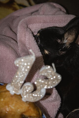 Kyiv, Ukraine. March 1, 2024. The birthday of the toy terrier dog, who turned 13 years old. there is meat on the plate, on which the numbers of candles 