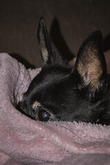 Kyiv, Ukraine. March 1, 2024. The birthday of the toy terrier dog, who turned 13 years old. there is meat on the plate, on which the numbers of candles 