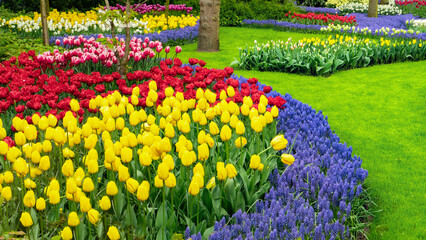 Planting a circular flower beds. Round flower bed ideas. Tulips and hyacinths in the garden close-up.  Flower bed design with concentric circles. Ideal lawn. Landscape ideas for spring gardens.