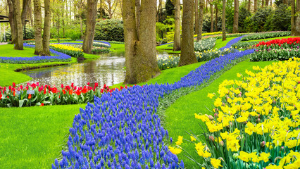 Hyacinth flowers river in stunning landscape design of Keukenhof garden in Netherlands. A...