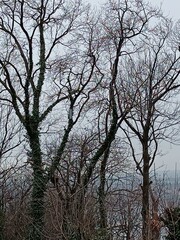 tree in winter