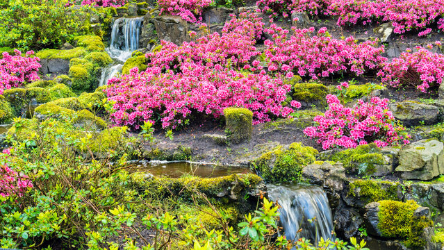 Artificial waterfall in the garden. Garden with pink azaleas in Japanese style. Rhododendrons in shady garden with stones. Landscape photo with beautiful garden for wallpapers, screensavers, calendars