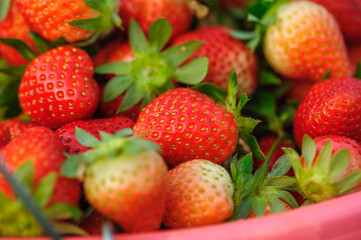 Fresh red strawberry fruits in basket