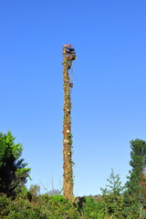 Arborist cutting tree while climbing on trunk