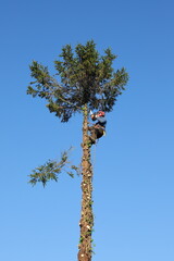 Arborist cutting tree while climbing on trunk