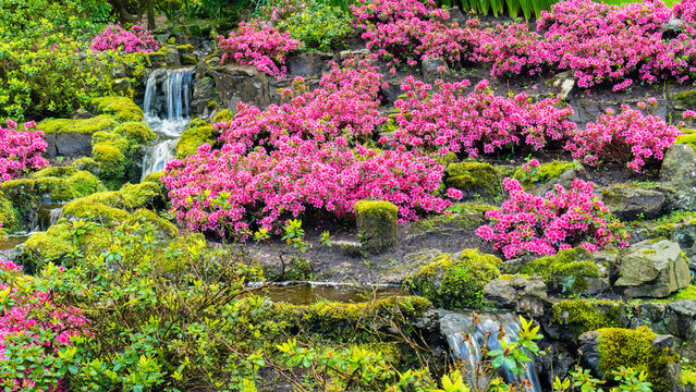 Pink azaleas on the stone bank of a waterfall. Garden with azaleas in Japanese style. Scenic landscape photo with beautiful garden. Rhododendrons in shady garden. Artificial waterfall in the garden.