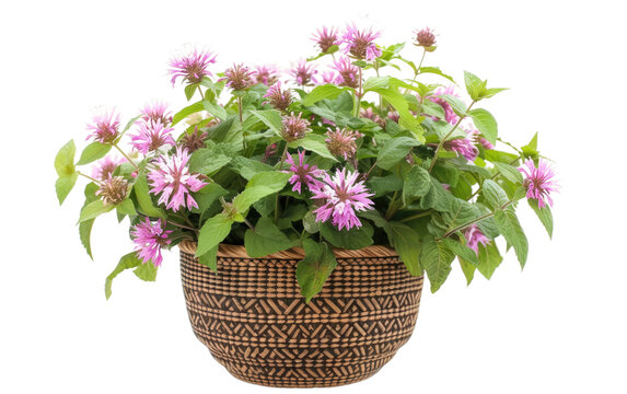 Scalloped Rattan Pot Hosting Bee Balm isolated on transparent Background