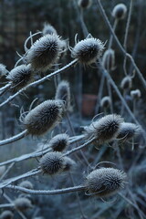 Teasel plant covered in frost