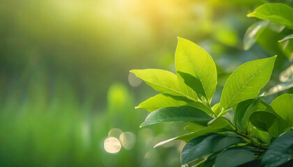 Close up of nature view green leaf on blurred greenery background under sunlight with bokeh and...