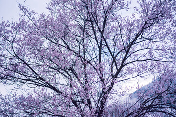 Blooming peach blossom in spring tibet,China
