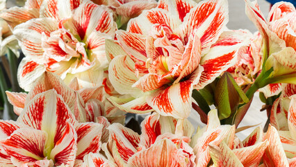 Hippeastrum floral background with copy space. Terry amaryllis close-up view from above. Rare...