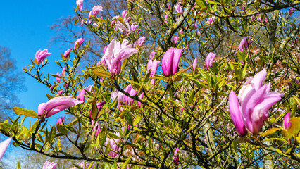 Magnolia flowers in landscape design of parks and gardens. Pink magnolia flowers on a tree against...