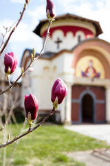 Spring park and blooming magnolia flower in orthodox monastery Kovilj monastery Serbia