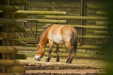 Przewalski's horse grazing in a pen in a zoo