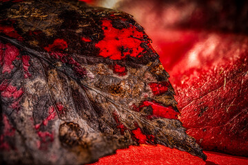 Details of a red leaf pattern, showcasing the intricate veins and texture of the leaf's surface....