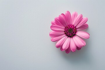 a pink flower with yellow center - Powered by Adobe