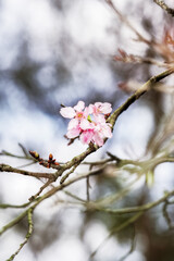 Oriental cherry flowers spring beautiful blossom
