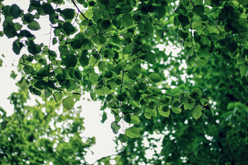 green leaves background