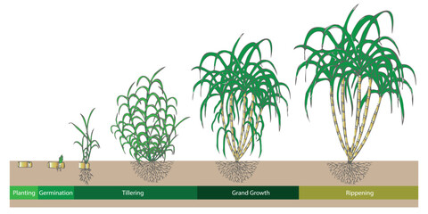 Hand drawing Sugarcane growth stage from planting to harvest, Art & Illustration.