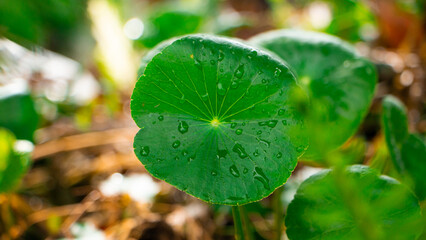 Fresh green leaves of the Centella asiatica plant