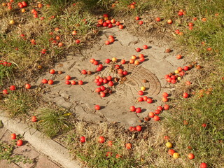 Fruits on concrete