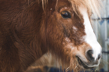 A breed of decorative dwarf horses. Cute little mini pony on the farm. Close-up of an animal portrait.