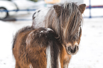 A breed of decorative dwarf horses. Cute little mini pony on the farm. Close-up of an animal portrait.